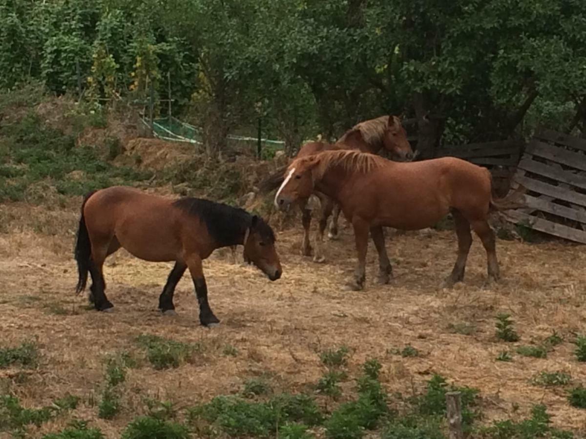 Casa Rural El Rincon De Maria บีโญสลาดา เด กาเมรอส ภายนอก รูปภาพ